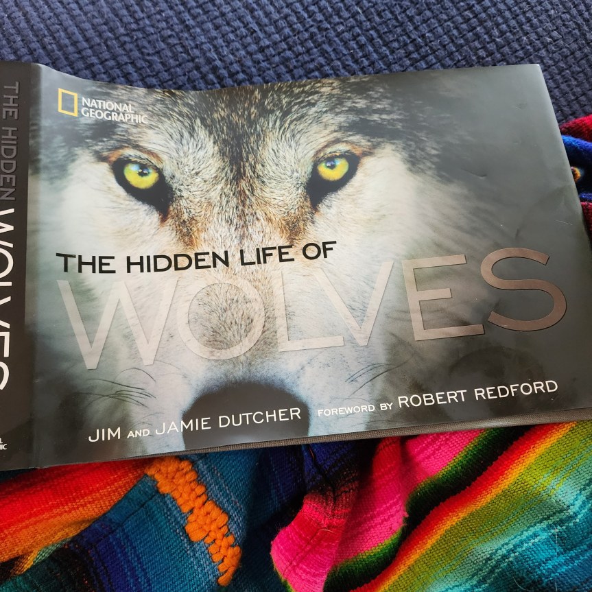 Big Cat Diaries, Wolves, and&nbsp;Homelessness